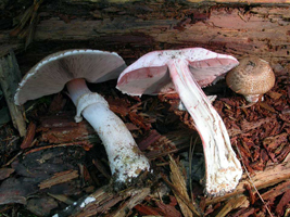 Agaricus haemorrhoidarius